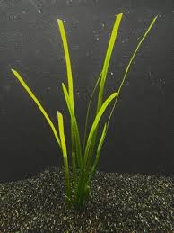 Image result for Vallisneria spiralis