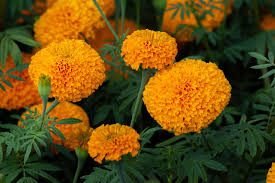 Here at jackson & perkins, we offer a wide selection of perennials for sale. 12 Low Maintenance Flowers You Can T Kill
