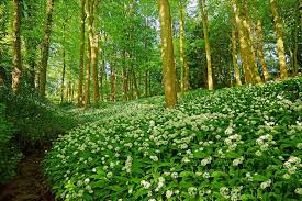 Garlic elephant bulbs plants gardening delight. Spring Is Wild Garlic Time So Here S How To Harvest And Cook It The Scotsman
