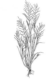 Image result for Leptochloa uniflora
