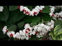 Elwyn 5 blue asian bleeding heart flower seeds. Bleeding Heart Vine L Stunning Our Breathing Planet