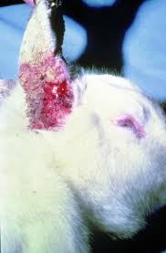 Image result for scabies rabbits ears