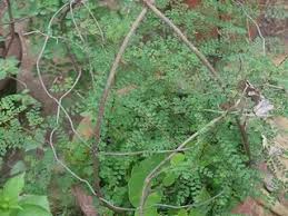 Image result for Phyllanthus mendesii