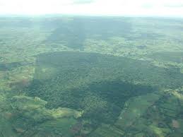 Image result for Malaxis weberbaueriana