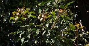 Image result for Faurea