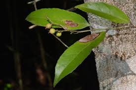 Image result for Ficalhoa laurifolia