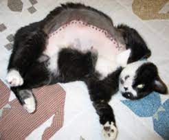 Dogs have a strong sense of smell. October Is Breast Cancer Awareness Month Did You Know That Dogs And Cats Can Get Breast Cancer Too Country Animal Clinic