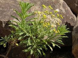 Image result for Nidorella vernonioides