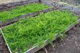 Raised garden bed makes gardening easier for basic information about the texture of your garden soil can help you specify how the soil absorbs water. How To Use Cover Crops In The Home Garden The Seasonal Homestead
