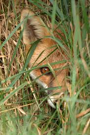 I See You There Waiting For Your Next Victim Animals Beautiful Animals Wild Cute Fox