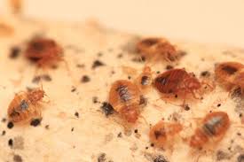 Alo hotel by ayres orange bed bugs. Alo Hotel By Ayres Orange Bed Bugs Alo Hotel By Ayres Orange Bed Bugs Hotel In Ontario California Ayres Hotel Ontario Mills Mall There S A Secluded Enclave Of Old World