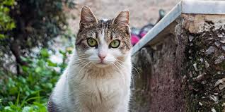 Sorry, we cannot respond to requests to take animals at this time. Why Clip Cats Ears