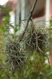 Actively using all three methods of moss removal, picking, pruning or spraying, is best. Dirt Doctor Library Topics