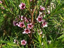 Chamelaucium Uncinatum Meringer Mist X3 Wildflower Seeds Wax Flowers Flower Display