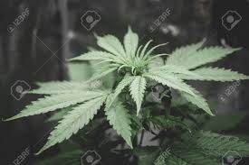 Other factors determine how much light levels cannabis can tolerate. Marijuana Flower Indoor Growing Marijuana Grow Operation Planting Cannabis Northern Light Strain Cannabis Business Home Grow Legal Recreational Weed Lizenzfreie Fotos Bilder Und Stock Fotografie Image 115304582