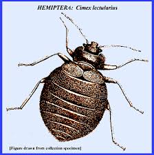 Image result for Cimex Lectularius L
