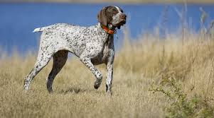 Android previously displayed this as an outlined blue check mark / blue tick. Spotted Dog Breeds 21 Different Pups With Spotted Coats