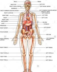 The muscular system is made up of specialized cells called muscle fibers. Human Body Diagram Anterior Buy Steroid Online