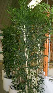 Image result for Maerua paniculata