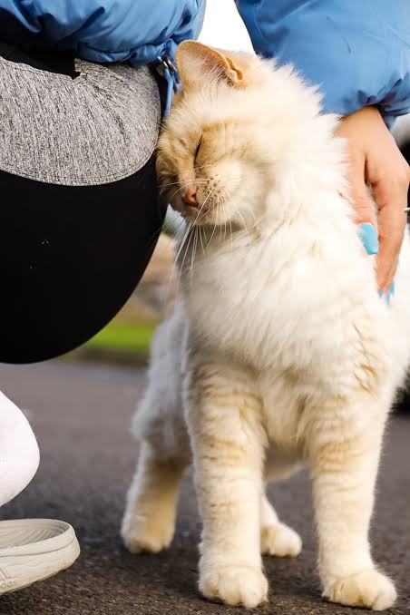 Why Does my Cat Headbutt Me? - Vet Help Direct