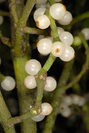 Image result for Helixanthera schizocalyx