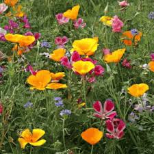 Check spelling or type a new query. Pacific Northwest Native Wildflower Seed Mix
