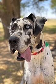 Puppies up to 1 year of age: Always Wanted A Pet Here Are 6 Cuddly Canines To Adopt Now In Dallas