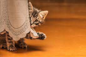Maybe you would like to learn more about one of these? How To Cat Proof Your House Dr Marty Becker