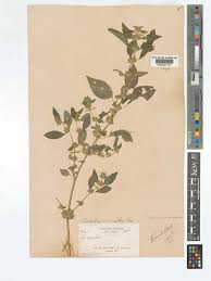 Image result for Dicliptera maculata