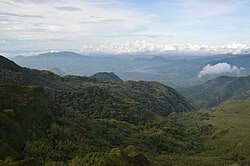 Image result for Holothrix nyasae