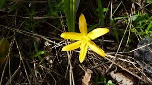 Image result for Curculigo pilosa