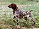 German Shorthaired Pointer Puppies in Michigan