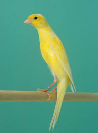 We did not find results for: 26 Jenis Burung Kenari Dan Harganya Gambar