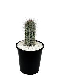 Image result for Pachycarpus concolor