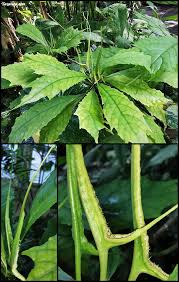 Image result for Dorstenia psilurus