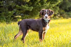 Merle is the mottled blend of the dog's color (black or red) to a near white or white. Tri Color Australian Shepherd All 4 Tri Color Varieties Explained