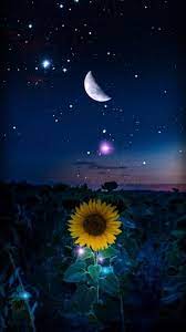 Free Unlimited Wallpapers Android And Iphone Wallpapers Tones7 Starry Night Wallpaper Sunflower Iphone Wallpaper Sunflower Wallpaper