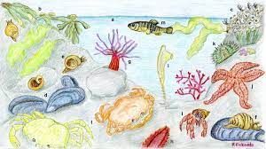 Cz Tip Learn What Lurks In A Massachusetts Tide Pool Tide Pools Pool Drawing Sea Life Theme