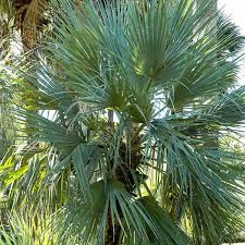 Image result for Nannorrhops ritchieana