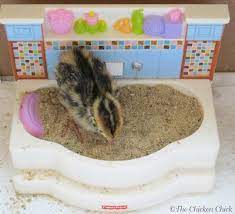 Dust bathing is a very natural and necessary part of your chickens lives, and if you don't provide one, your flock will find a way to create one in the most inconvenient spot you can imagine. Chicken Dust Bath The Ultimate Spa Treatment The Chicken Chick