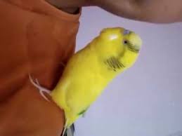 muhabbet kusu dedigin iste boyle muhabbet etmeli d youtube birbs parrot bird