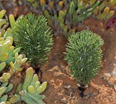 Image result for Eriospermum porphyrium