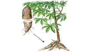 Image result for Manihot esculenta