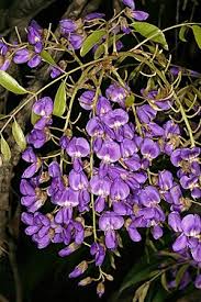 Image result for Bolusanthus speciosus