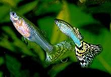 Male guppies have wide, long caudal fins that are often brightly. Guppy Wikipedia