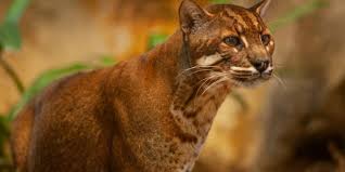 Karena kucing hutan sendiri memiliki sifat yang liar, sehingga perlu perawatan khusus. Baca Harga Kucing Hutan Jenis Dan Cara Merawatnya Lengkap
