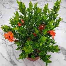Image result for Ixora praetermissa