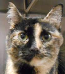 Almost Home Animal Shelter Quinnesec Mi Cats Animals Animal Shelter Cats