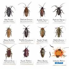 Roaches Google Search Things That Creep Me Out Or Squirm Roach Control Roaches Cockroach Control