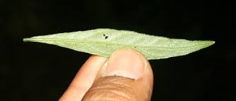 Image result for Justicia anagalloides